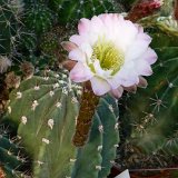 Echinopsis rhodotricha JLcoll.1436.JPG